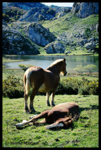 Caballos en la orilla del lago Ercina, en los Picos de Europa, Asturias. Fotografía de Milena Martínez, fotógrafa en Madrid