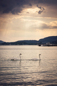 Lago Wörthersee y unos cisnes cruzando al atardecer