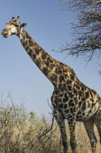 Jirafa en Sudáfrica, parque Kruger