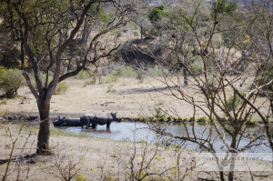 Rinocerontes en Kruger Park Sudafrica. Fotografía de Milena Martínez, fotógrafa en Madrid