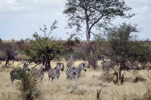 Sudafrica parque Kruger con cebras