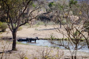 Rinocerontes en parque Kruger en Sudafrica