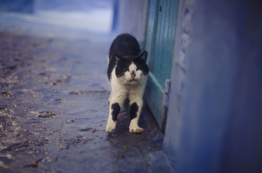 Gato estirándose entre las calles azules de Chefchaouen. Milena Martínez, fotógrafa en Madrid.