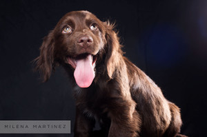 cachorro perro adopcion vida con perros asociacion madrid fotografa milena martinez