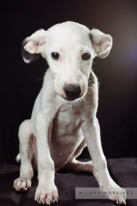 cachorro perro adopcion vida con perros asociacion madrid fotografa milena martinez